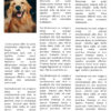 Le Guide du Dressage Canin: Maîtriser l'Art de la Relation Homme-Chien - l'intégrale